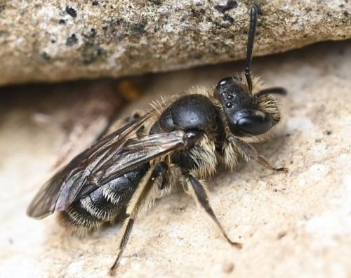 Andrena sp.